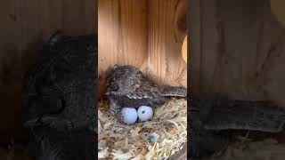 வித்தியாசமான ஆந்தைகள்  Amazing Burrowing Owl  Tamil Info Share shorts [upl. by Harlan142]