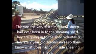 Stress Free Stockmanship letting sheep into a shearing shed [upl. by Amsaj645]