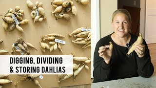 Dahlias  How to divide tubers [upl. by Aitnuahs301]