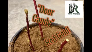 How to Plant Red Osier Dogwood [upl. by Nagard]