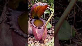 🌻²⁰☆ Caryophyllales •²⁵ Nepenthaceae ▪︎ Rajah Pitcher Plant  Observed in Description [upl. by Enyamart249]