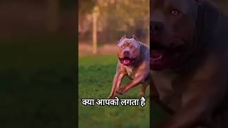 Kangal dog Vs Pitbull 😳 [upl. by Notslar552]