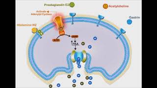 Proton Pump Inhibitors animation video [upl. by Oirretna957]