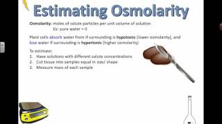 Measuring Osmolarity IB Bio 2015 [upl. by Attelrak]