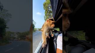 Monkey Video  Hungry Monkey  monkey hungry shortsvideo shorts trending ytshortsindia [upl. by Mikael]