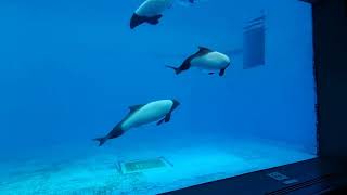 A group of Commersons dolphins [upl. by Donnenfeld786]