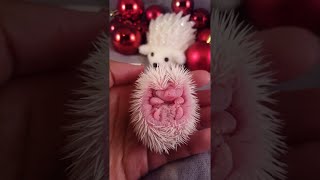 Adorable Baby African Pygmy Hedgehogs  ViralHog [upl. by Heater]