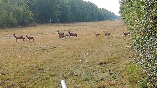 Chasse Cerfs Sangliers Chevreuils  Best Of Saison 20222023  Volume 2 [upl. by Idelle222]