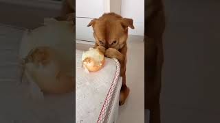 Quick Laughs with Funny Dogs – Hilarious Moments in 30 Seconds [upl. by Htebzile]