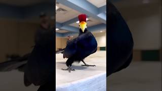 Turaco Bird turaco wildlife birds funny cute trending viralvideo wildbirds birdsound angry [upl. by Dressel378]