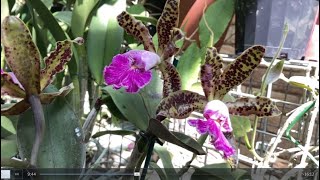 Cattleya Peckhaviensis Гибриды Пятнистых Каттлей Мистическая Леди C Pittiae Blc Mystic Lady [upl. by Noli527]