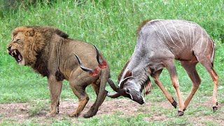 Lions Failed to Control Prey  Kudu Take Down Lion With Horns Lion Catches Antelope In MidAir Hunt [upl. by Golda485]