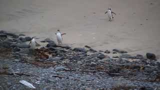 Wild Penguins Yellow Eyed endangered on beach in South New Zealand [upl. by Ebaj837]