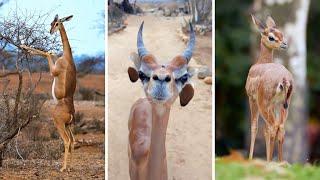 Gerenuk 🦒 The GiraffeGazelle Hybrid [upl. by Felt]