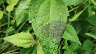 A Fascinating phenomenon in Nature  Heat response of a plant Chromolaena odorata [upl. by Hakon806]