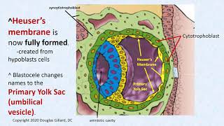 Embryology Wk5Win21 Layering Up the Blastocyst amp Vasculogenesis [upl. by Tobit]