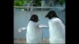 Iklan Alpenlieble versi penguin [upl. by Porte]