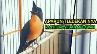 SUARA TLEDEKAN GUNUNG FULL GACOR  PANCINGAN AMPUH BIKIN BURUNG SULINGAN BAHAN CEPAT GACOR [upl. by Eiramlehcar]