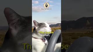 😼🧠 Smart Cat No Hunter  Getting Rid of Mice  Edmonton Pest Control [upl. by Williams]