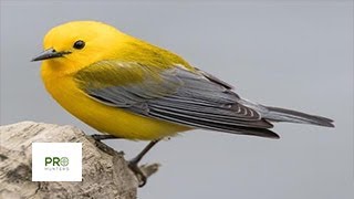 Prothonotary Warbler Sound Call  Bird Calling [upl. by Ikairik]