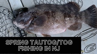 Spring TogTautog Fishing in NJ [upl. by River]