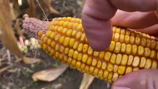 Signs of Gibberella Ear Rot Top Crop Agronomy Updates [upl. by Zola]