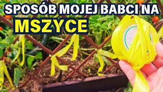 SPOSÓB MOJEJ BABCI NA MSZYCE 🐞 💛 🐞 [upl. by Riebling]