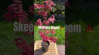 WOW 🍁 Skeeters Broom Japanese Maple maple japanesemaple acerpalmatum [upl. by Tammara]