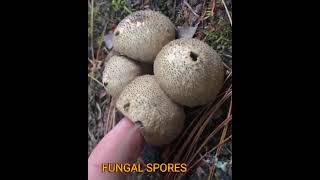 DIFFERENCE BETWEEN FUNGAL SPORES AND CONIDIA  agrisau fungi fungalbiology mycology [upl. by Htes]