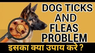 अपने कुत्ते को टिक्स और fleas से कैसे बचाये  How to prevent your dog from ticks and fleas [upl. by Atiuqad]