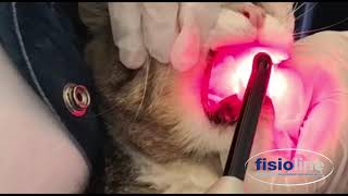 Laser terapia su stomatite gattoLaser therapy for cat stomatitis [upl. by Millburn]