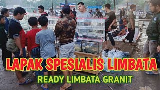 LIMBATA GRANIT TERLANGKA  PASAR IKAN HIAS JATINEGARA [upl. by Vilberg]