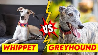 Whippet Vs Greyhound Key Differences amp Similarities [upl. by Yehus]