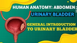 URINARY BLADDER GENERAL INTRODUCTION TO URINARY BLADDER DRDOUBT [upl. by Gnues4]