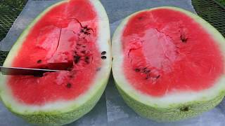 5 Tips to Help You Harvest A Ripe Watermelon From Your Garden EVERY TIME [upl. by Malony34]