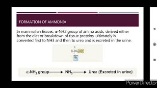 Formation of nitrogenous waste [upl. by Eiramaliehs]