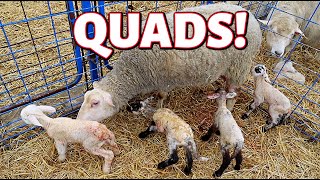 TWO SETS OF QUADS for their first time lambing VLOGMAS 2020 Vlog 394 [upl. by Adalai]