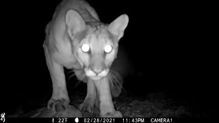 Trail Camera Arizona Wildlife Videos [upl. by Marler]