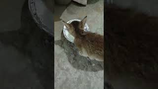 Aaj hamare ghar ek chhoti si meow aayi 😊shortvideo cutecat catlover [upl. by Lillis475]