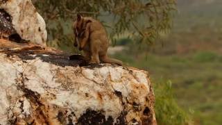 Purplenecked Rockwallaby Petrogale purpureicollis [upl. by Eimmis]