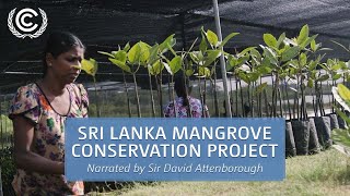 Sri Lanka Mangrove Conservation Project  Narrated by Sir David Attenborough  UN Climate Change [upl. by Lal706]