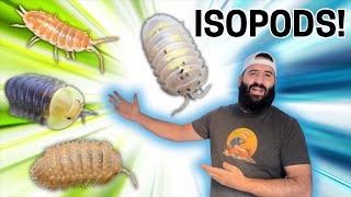 ALL OF MY ISOPODS [upl. by Fosque]