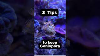 3 Tips on how to keep Goniopora corals [upl. by Sy738]