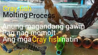 cray fish molting process anu nga ba magandang gawin pag ganito [upl. by Oriana932]