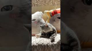 wow 😻 cat cattitude funnyanimals funnycats cutekitty kitten shortcat [upl. by Garett]