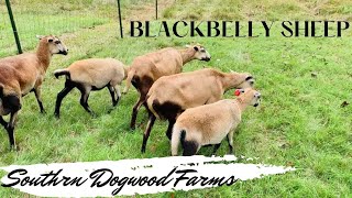 Raising BlackBelly Sheep on the Farm [upl. by Sivrep]