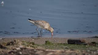 Szlamnik  Bartailed godwit  Limosa lapponica [upl. by Leumel905]