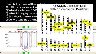 How to understand STR electropherogram [upl. by Harraf]