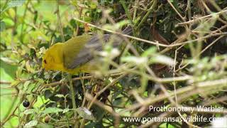 Prothonotary Warbler [upl. by Eilssel]