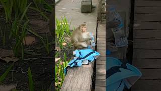 I found Yemassee escaped monkey sitting drinking water [upl. by Llerreg772]